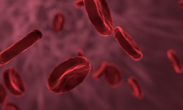 Células sanguíneas ao microscópio, conceito oncológico