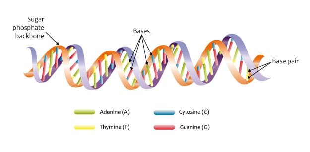 Ilustração de hélice dupla de DNA com rótulos das bases nitrogenadas