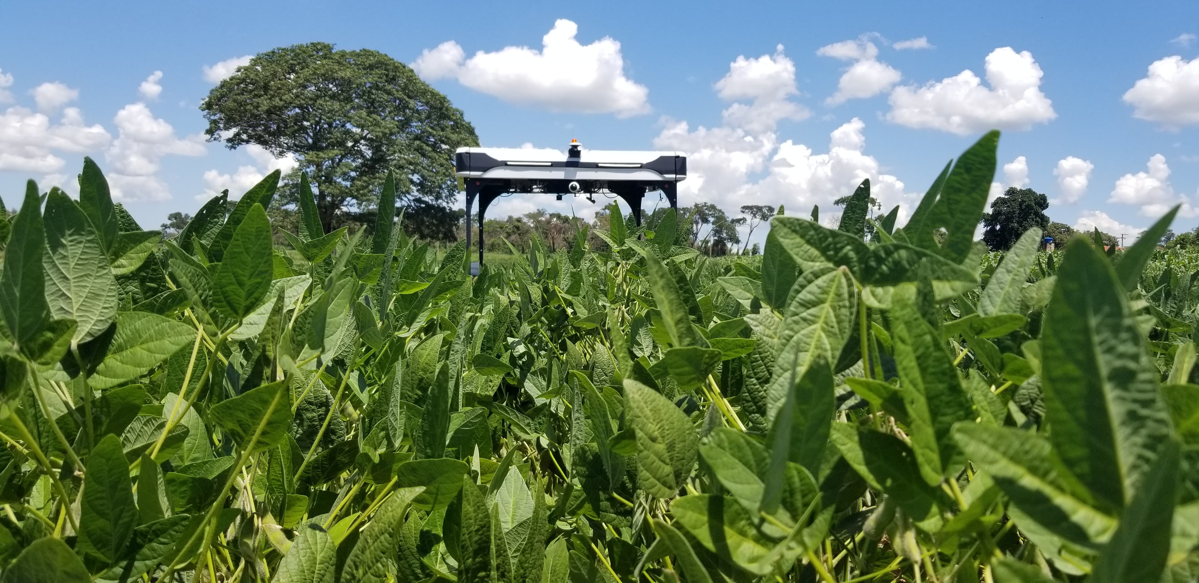Robô agrícola de quatro pernas operando em lavoura sob céu azul