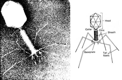 Micrografia eletrônica de bacteriófago T4, contexto de descoberta do sistema ART