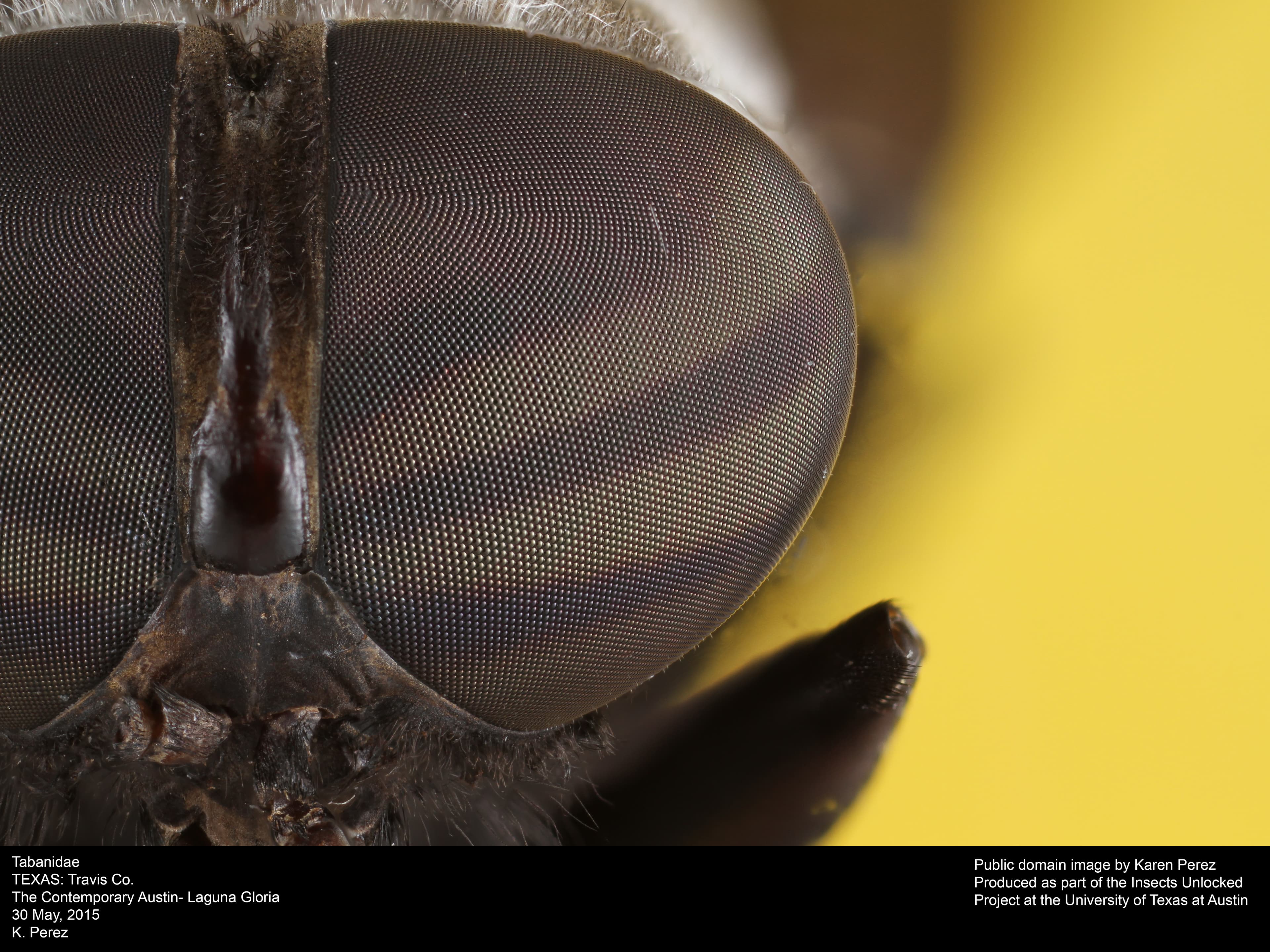 Macro de olho composto de Tabanidae ilustrando visão ampla e sensibilidade a movimento